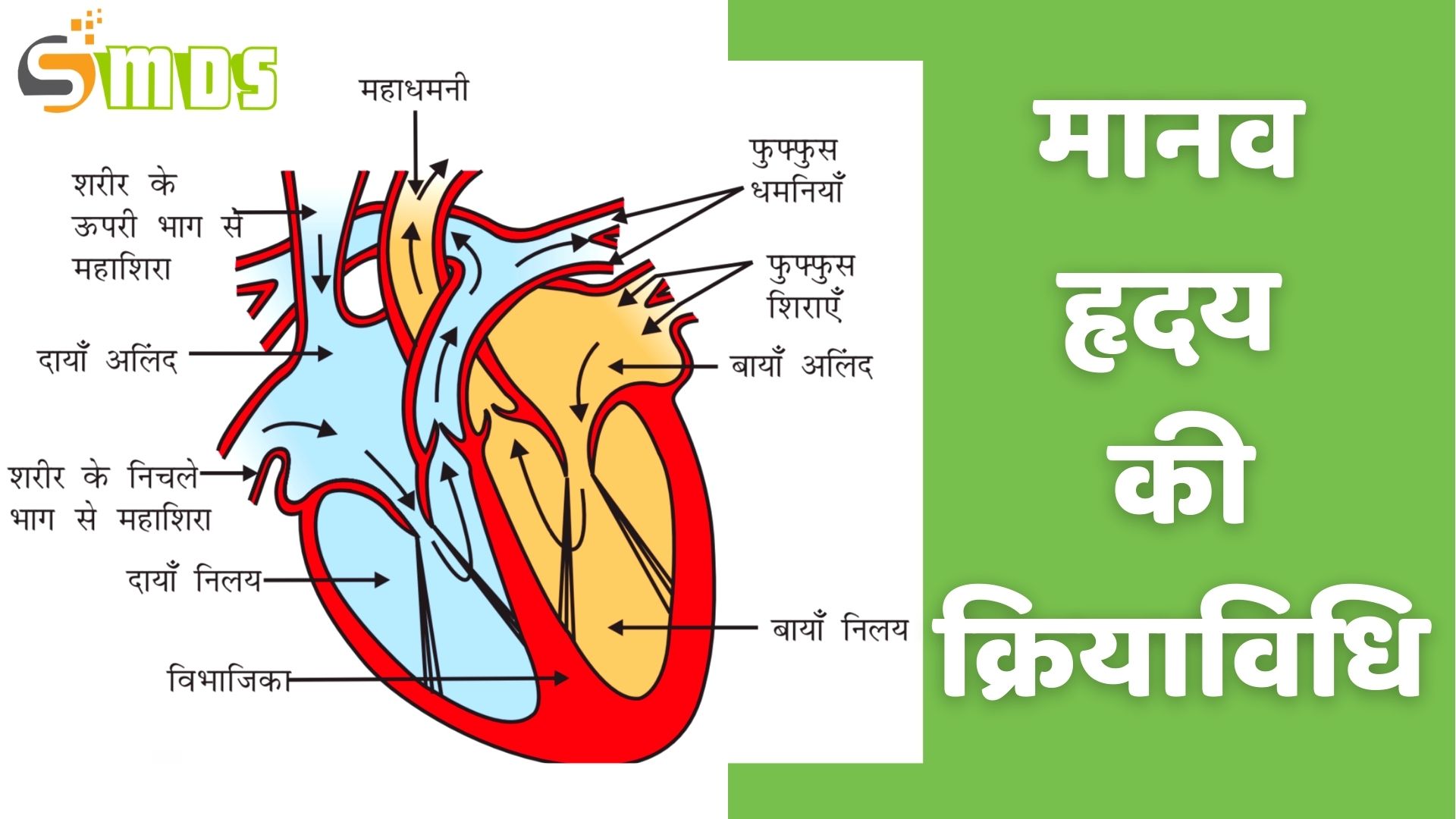 मानव हृदय की क्रियाविधि, Mechanism of Human heart in hindi, hriday ki kriya vidhi